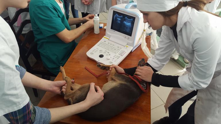 Kazan State Academy of Veterinary Medicine