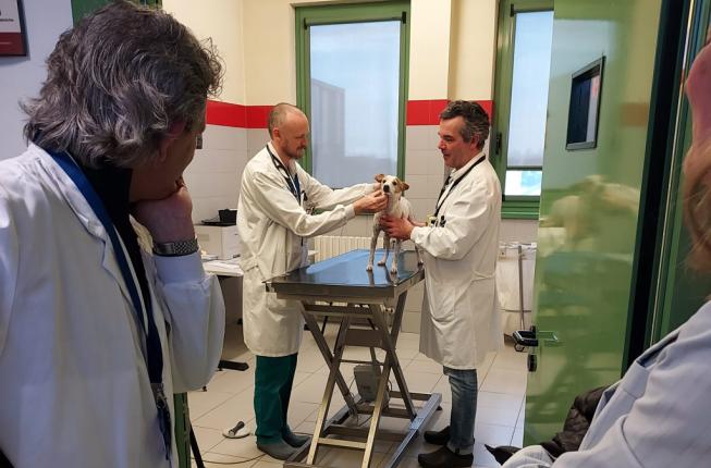 Collegamento a Come poter partecipare alle attività dell’Ospedale Veterinario in regime di libera professione?