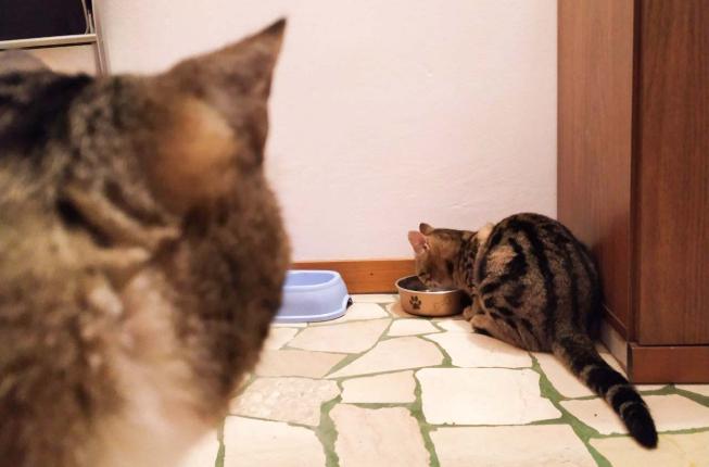 Collegamento a L'amiloidosi sistemica nel gatto diventa modello per lo studio della malattia nell'uomo